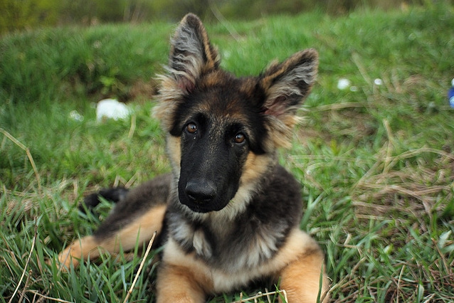 gsd puppy