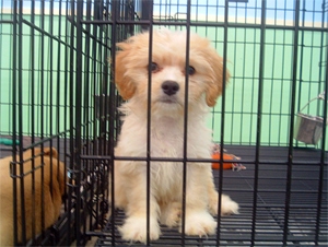 pet store puppy