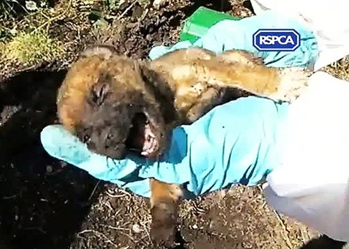 puppy buried alive
