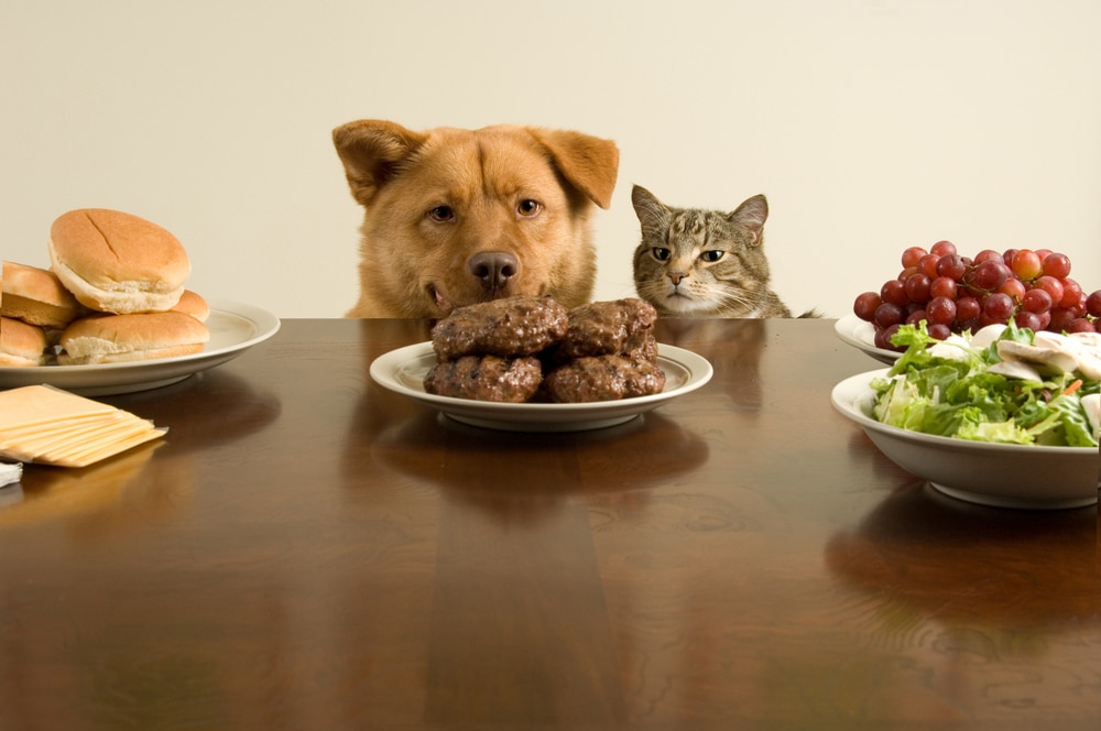 shutterstock 3678974