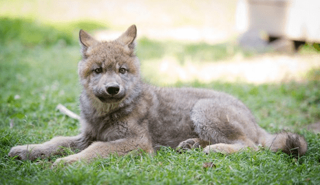 wolf pup2