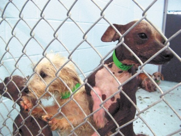 50 dogs and one cat were seized in a raid on two residences. (Richard Walker/T&D) 503465499d66c.preview 620