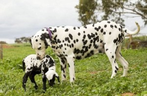 Loving dalmatian adopts abandoned sheep in dogs clothing