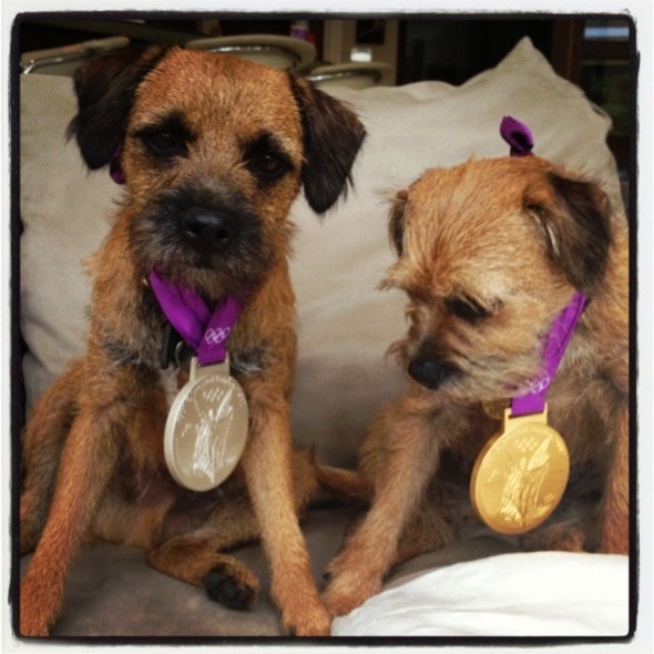 dogs with medals