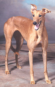 greyhound v051