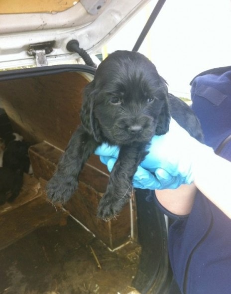dublinpups2 dublinpups2