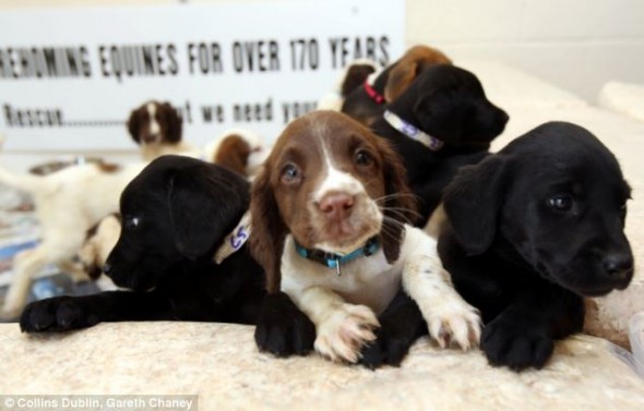 dublinpups3 dublinpups3