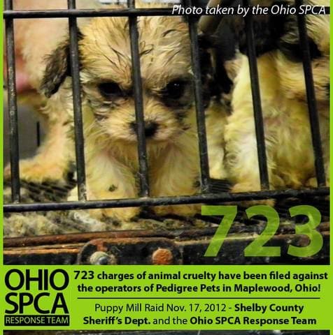 puppy mill rescue