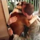 soldier welcomed by dog1