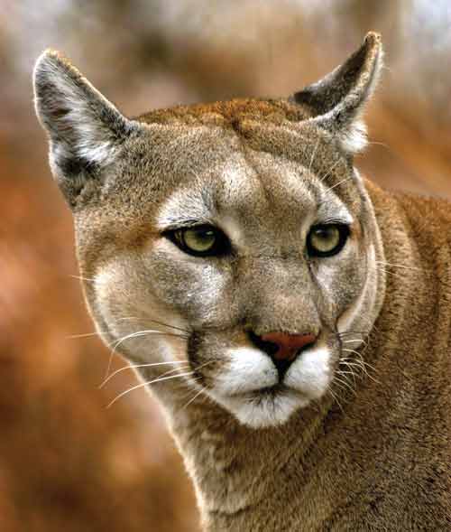 cougar1