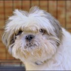 Charlie_shih_large Charlie shih large