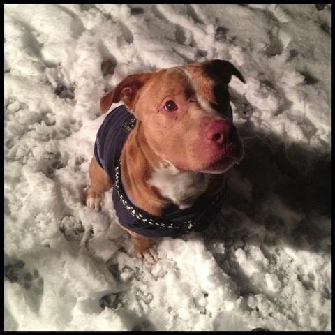 2.13.13 Frozen Dog