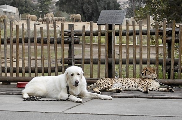 20130215 cheetah dog love