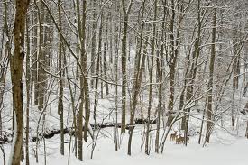 Woods Winter