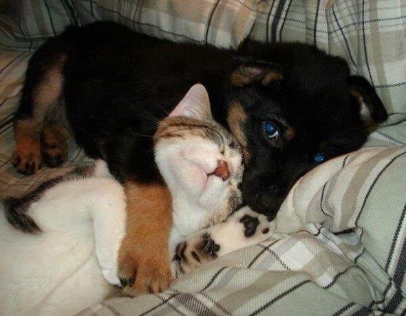 puppy and kitty