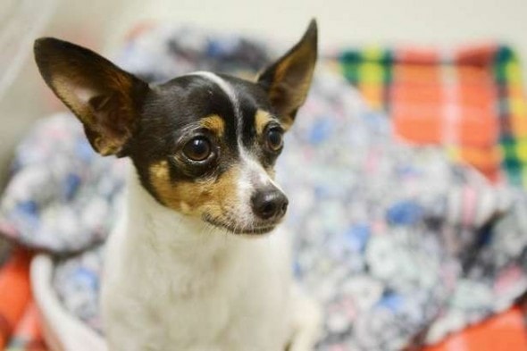 chihuahua chihuahua