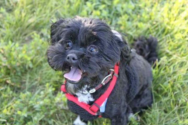 A shih tzu best sale poodle