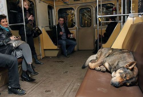 4.26.13 Russian Subway Dogs1