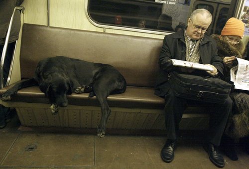 4.26.13 Russian Subway Dogs2