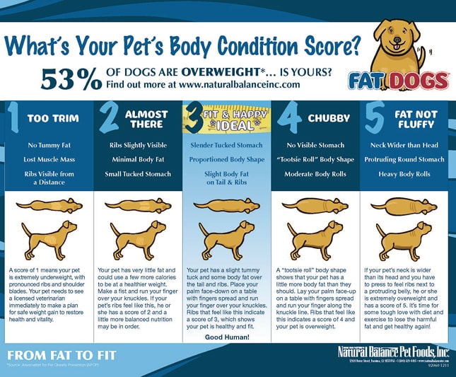 FCFD BodyConditioning Chart dog