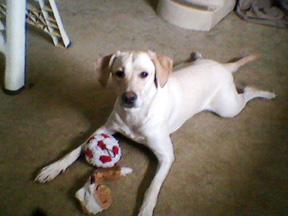 MARNE IS lost and her owner is offering a $10,000 reward. marne1