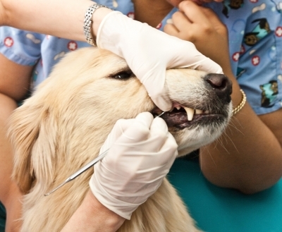 130521 free dog dentist