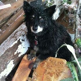 5.22.13 Tornado Dog