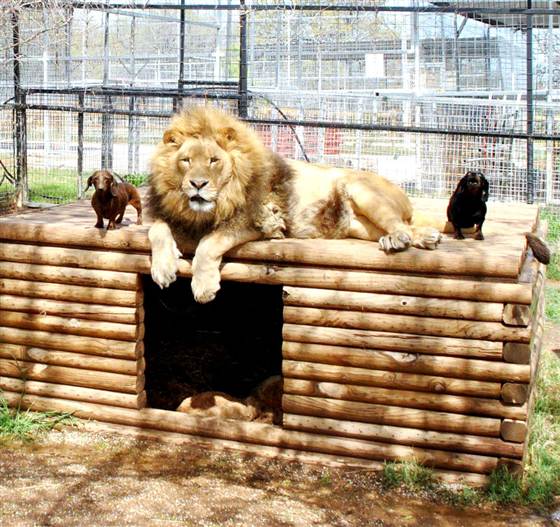 500-Lb. Lion and Dachshund Are Best Friends 500-Lb. Lion and Dachshund Are Best Friends