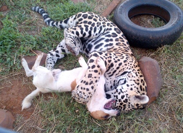 5.27.13 Dog and Jaguar