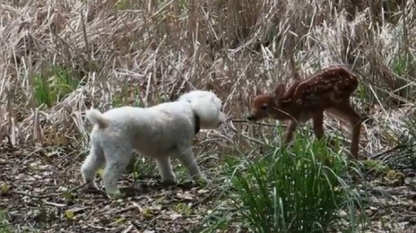 6.1.13 Dog Befriends Fawn2