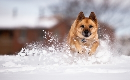 Dog running through snow