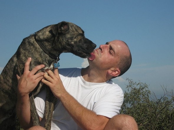 Poncho the pit bull mix kissing his owner by I JLantzy