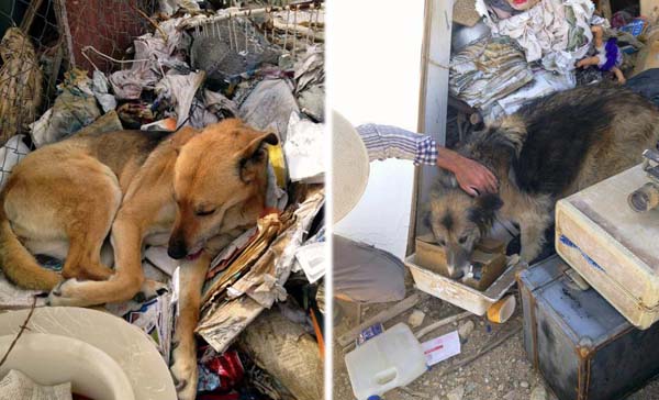 Abandoned German Shephards in Joshua Tree, Calif abandoned shephards