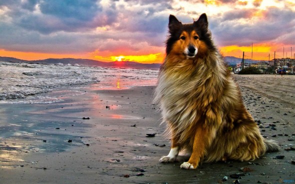 herding dog on beach at sunset 232308