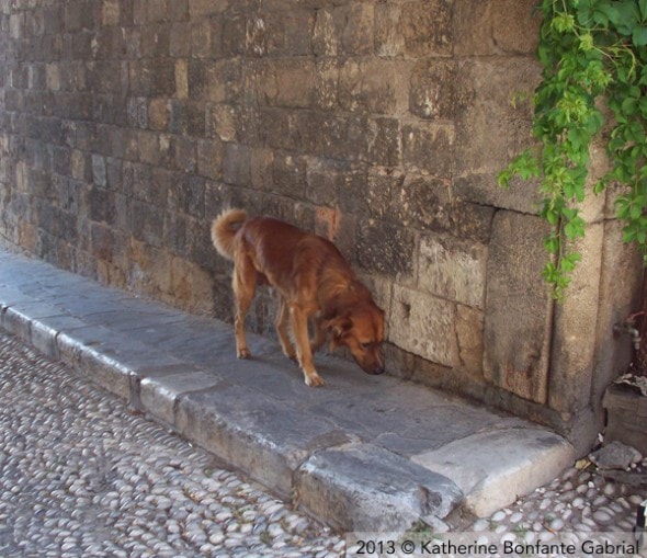 130609 greece dogs1