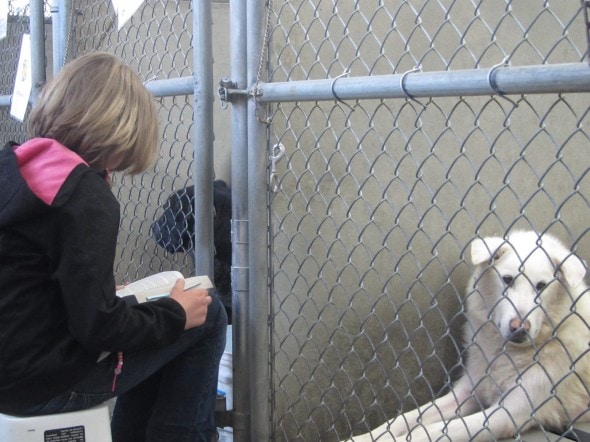 130610 read to dogs