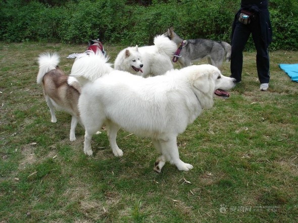 130615 Beijing dogs