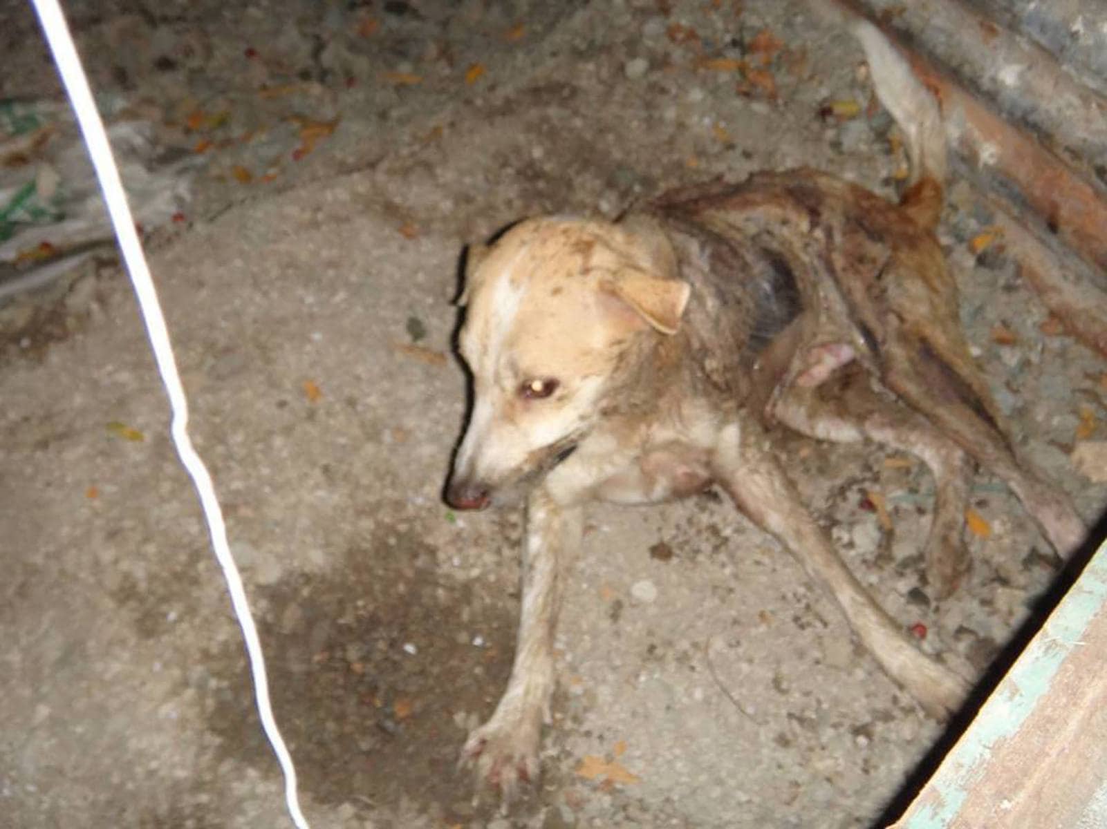 Sulfuric acid burns dog – Life With Dogs
