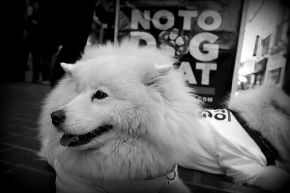 130625 no dog meat