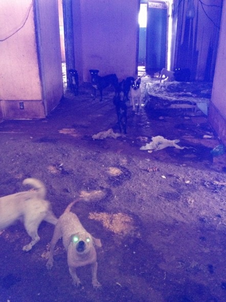 TyTy, Ga., dogs living in filth before being rescued. Photo Credit: WorthIt2U.net