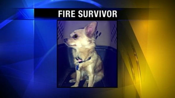 6.23.13 Dog Survives Fire in Backpack