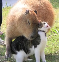 6.27.13 - Life with Capybaras