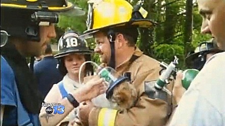 6.28.13 - Firefighters Save Dogs