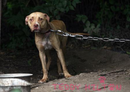 Chained dog