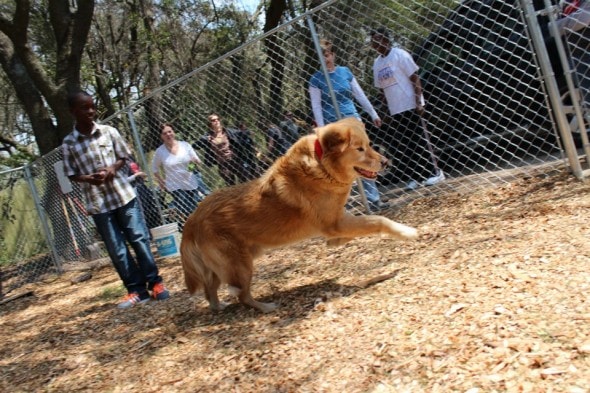 Dog (Omega) in Fence (2)