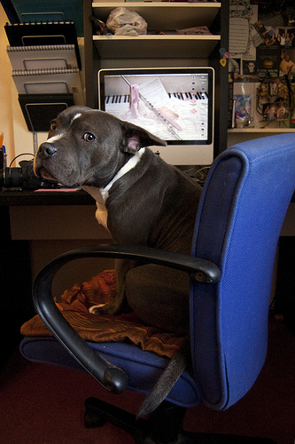 Dog in Office