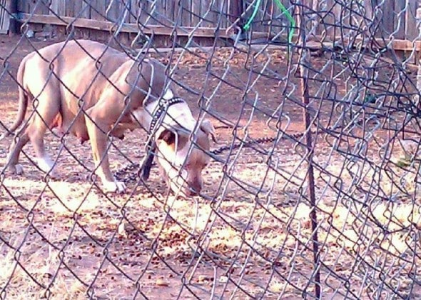 Grace chained up before being rescued. Photo Credit: Kathi Elam Norris