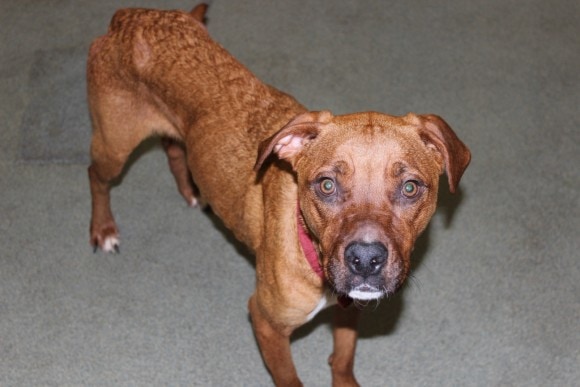 Three Dogs Rescued After Niagara Falls Residents Report Animal Cruelty
