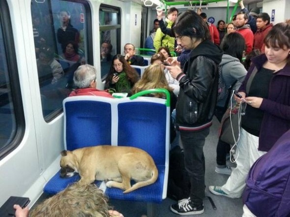 130716-Chile-train-dog