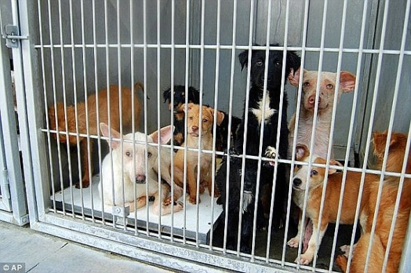 7.10.13 - 130 Death Row Puppies1